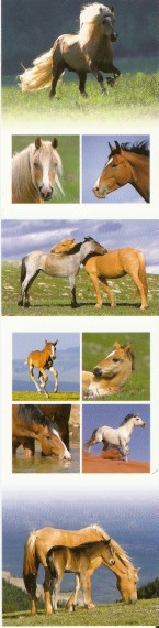 cheval poney âne - Page 2 Numar927