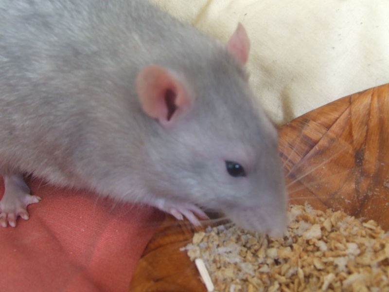 [recherche] photo de rat pour projet de bac - Page 3 Dscf4412