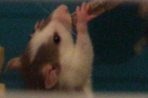 [recherche] photo de rat pour projet de bac - Page 3 Lolo10