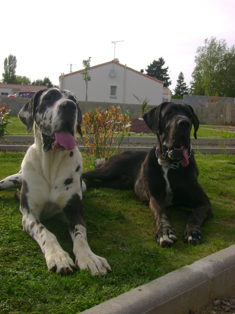 capone et cayenne Dsc01913