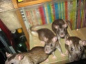 [Paris] 6 petites rattes brunes ont besoins d'une famille Img_2815