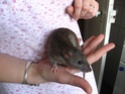 [Paris] 6 petites rattes brunes ont besoins d'une famille Img_2817