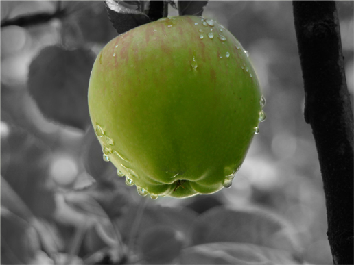 Tutoriel : effet Photo (noir et blanc et couleur) Pomme_10