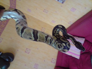 mes serpents (elaphes & pythons & boas !!!) P0208013