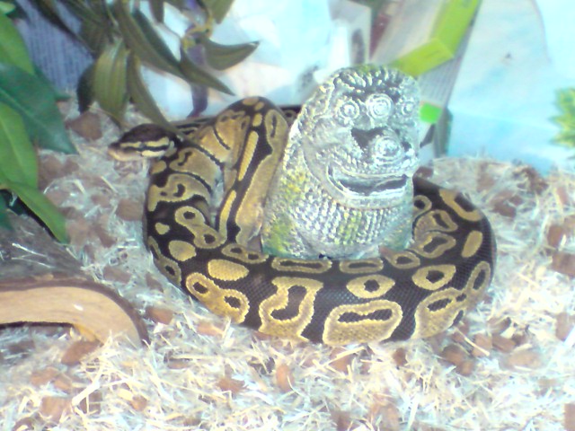 mes serpents (elaphes & pythons & boas !!!) P0803010