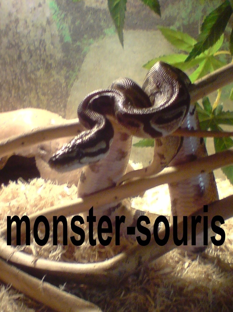 photos des mes serpents ...(python regius et pantherophis guttatus) P1910014