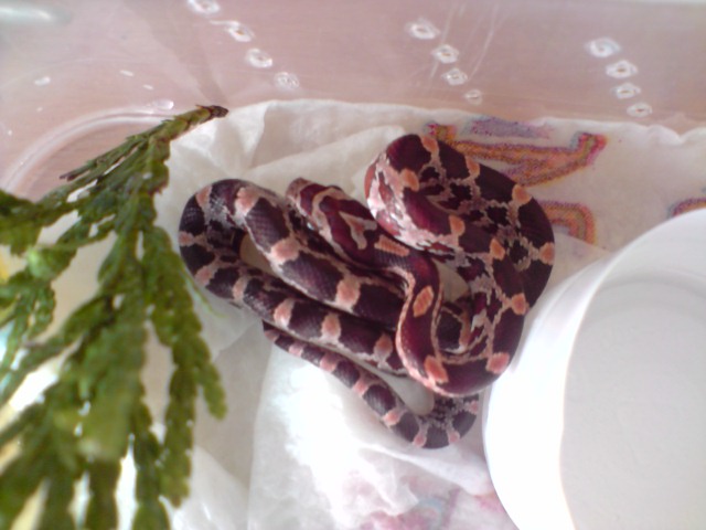 mes serpents (elaphes & pythons & boas !!!) P2407027