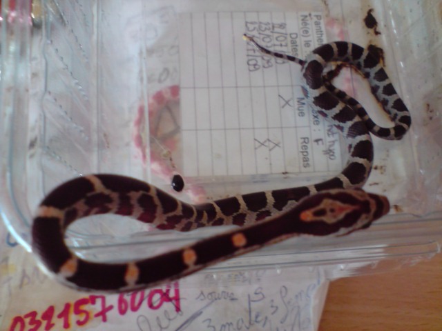 mes serpents (elaphes & pythons & boas !!!) P2607020