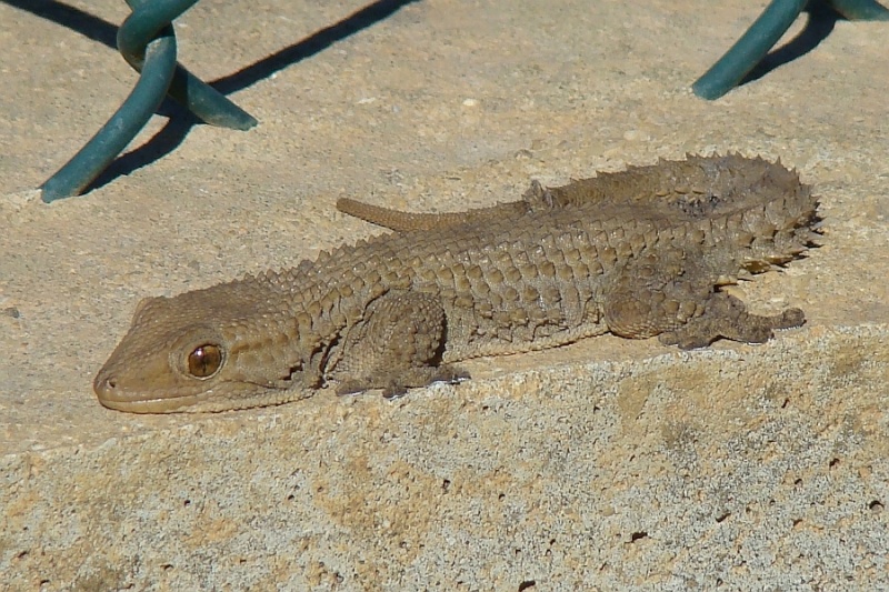 GECKO MAURESQUE - Tarentola Mauritanica Dsc06010