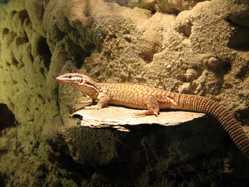 VARAN A QUEUE EPINEUSE - Varanus Acanthurus Img_0019