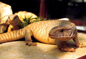 VARAN DES SAVANES - Varanus Exanthematicus Varan_10