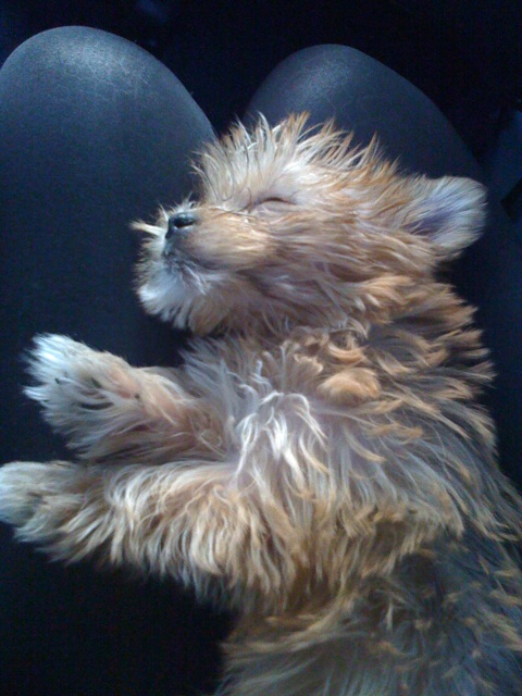 The Saturdays' Puppys (: Image310