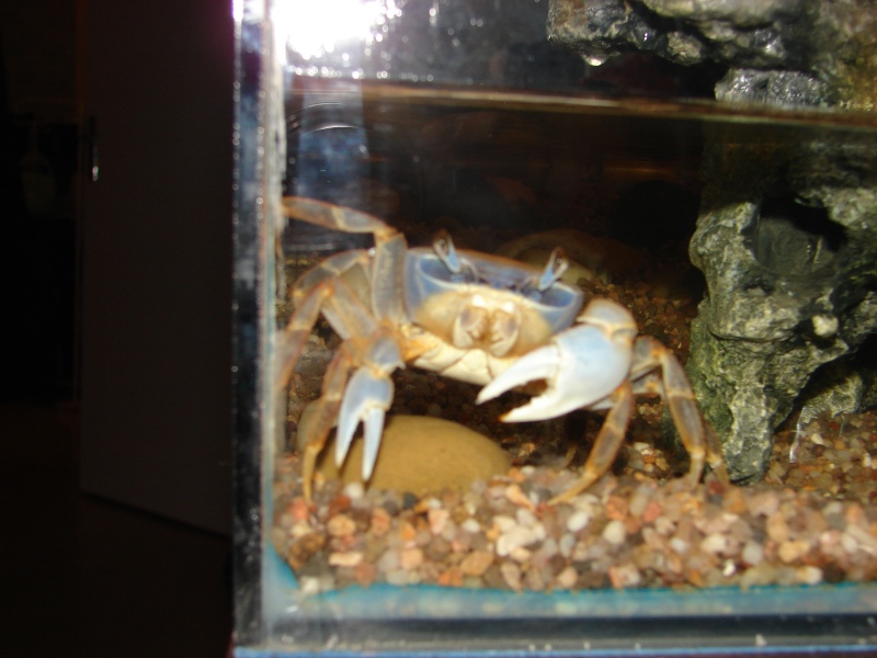 crabe - Cardisoma armatum - Crabe Arc-en-Ciel - Page 3 Dsc03127