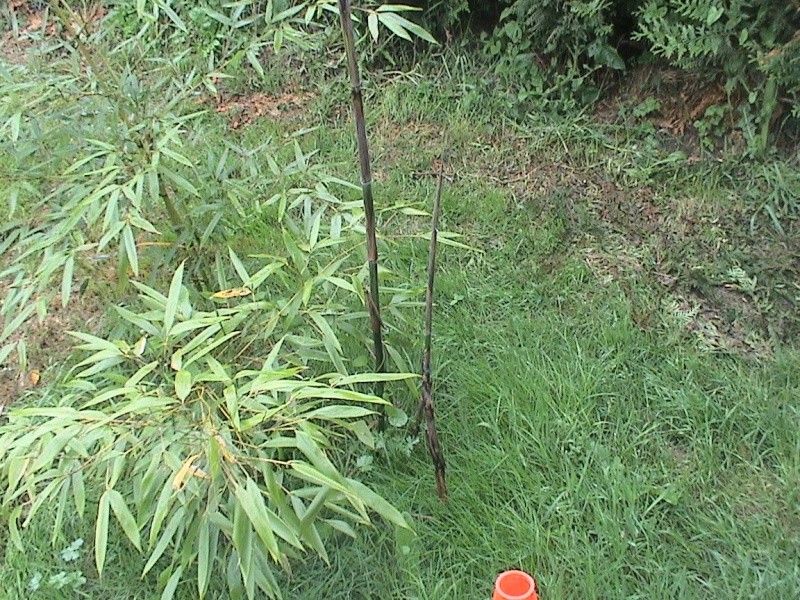 Dandrocalamus sp de 2 ans (Bambou) Serrem21