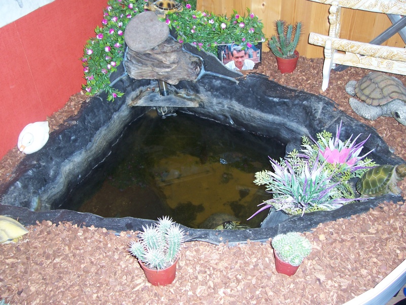 bassin d'intérieur pour tortues - Page 13 106_4222