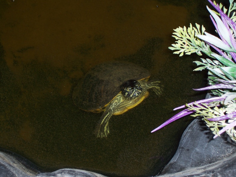 bassin d'intérieur pour tortues - Page 13 106_4224