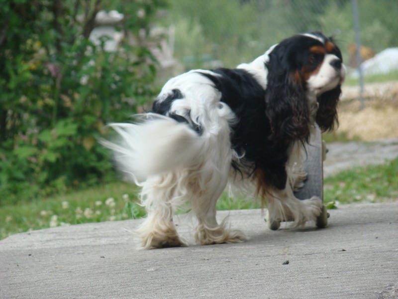 BILBO ET SON SKATE Dsc02811