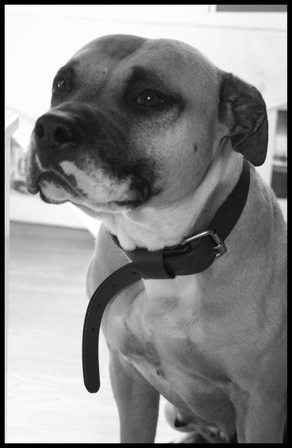 verone femelle amstaff lof dans le 37 Img47210