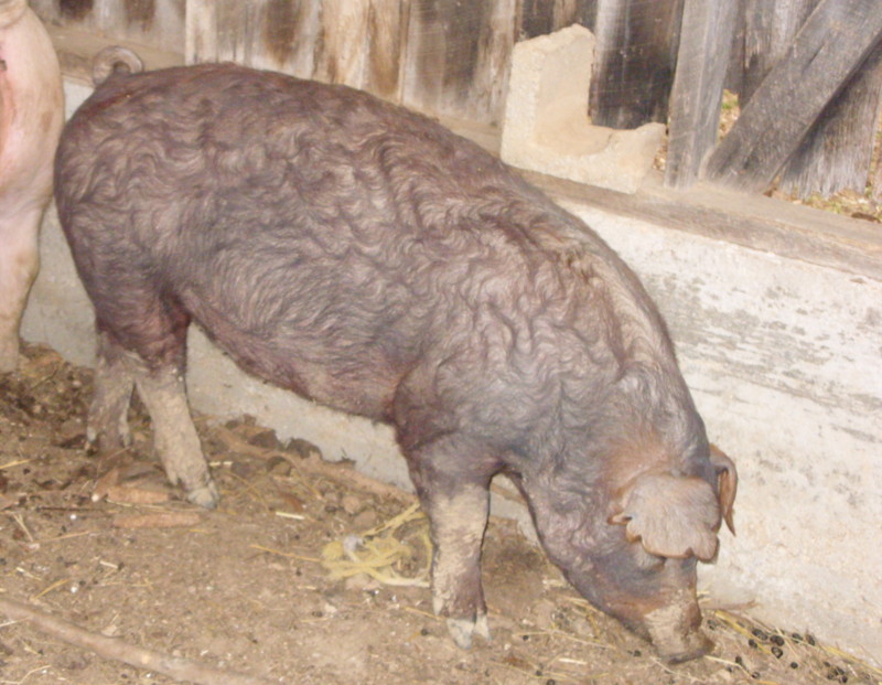 Ruby our duroc Sn850110