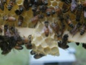 Propolis and Burr comb 08010