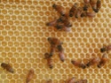 Propolis and Burr comb 09910