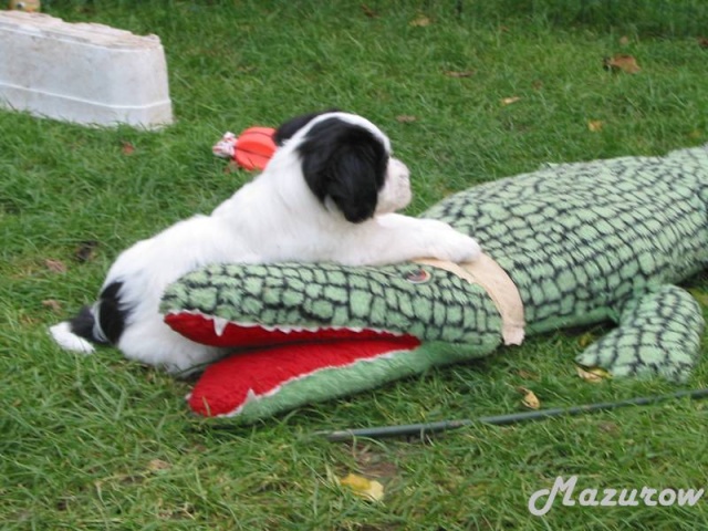 L'incroyable aventure de " Crocodile Puppy " Cdm_mo10