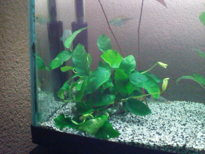 mon aquarium P12-0516