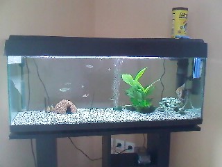 mon aquarium P13-0110