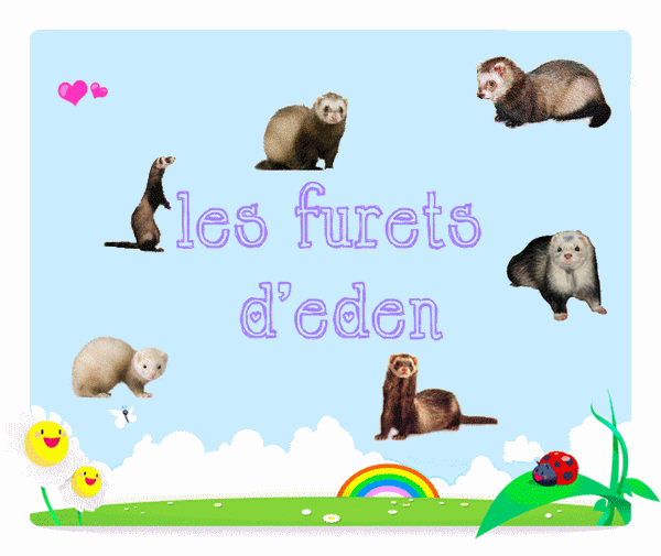 les-furets-d-eden Bannie10