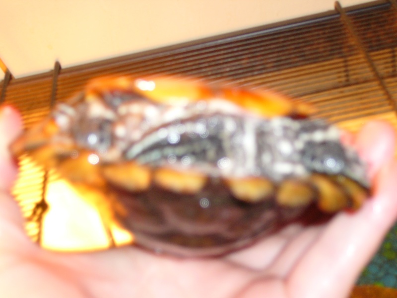 my turtle Pictur11