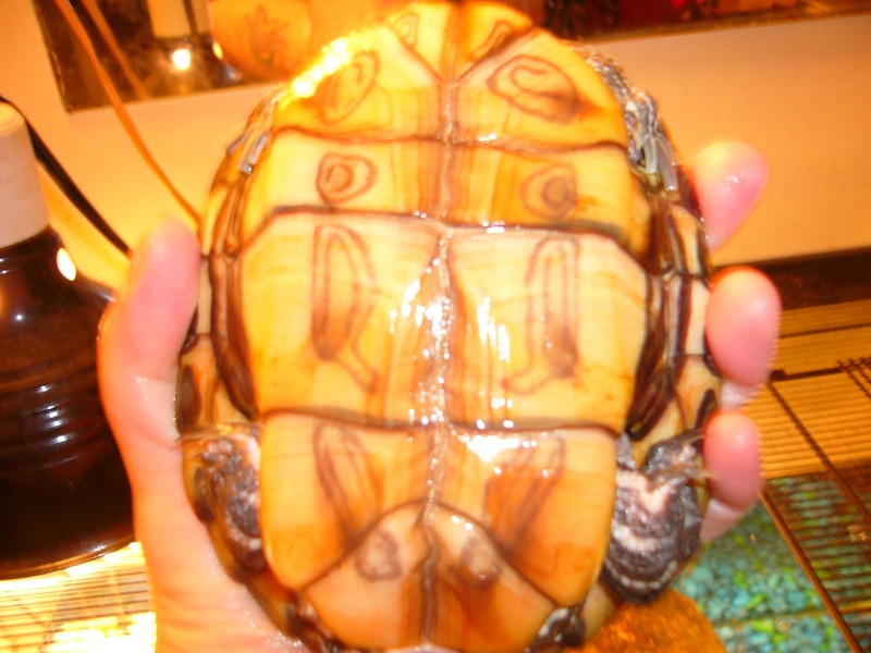 my turtle Pictur12