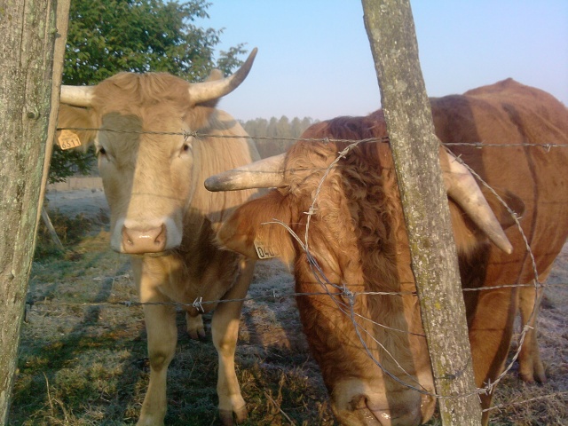 petite visite en campagne Photo_48