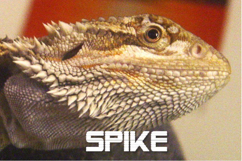 Spike (6 mois) Spike211
