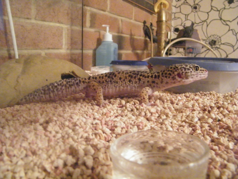 J'ai craqué pour Léo (gecko léopard) Dscf0411