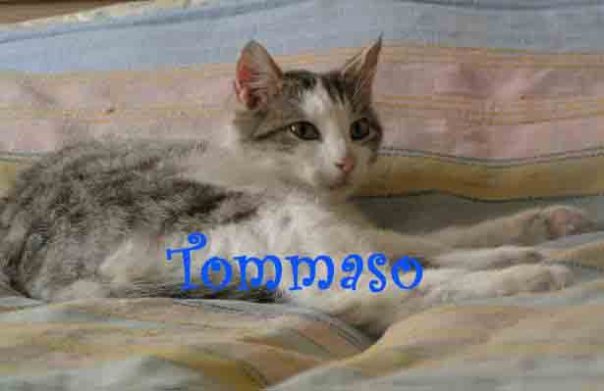 Tommaso gattino 2 anni 4170_133
