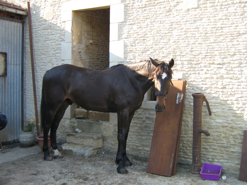 Philou d'Enghien: mon amour de cheval! Img_1618