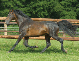 Philou d'Enghien: mon amour de cheval! Photo_10