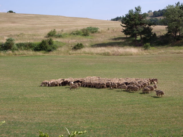 Juin 2009 - Aveyron et environs 46_mou10