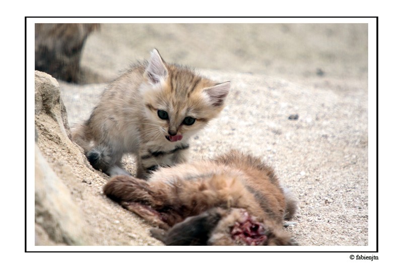 fabienjtn - Photographies de JUIN-JUILLET-AOÛT 2009 Chat_d10