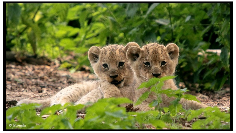 fabienjtn - Photographies de JUIN-JUILLET-AOÛT 2009 Mignon10