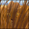 Le Roi Lion Avatar25