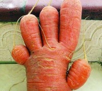 جزرة على شكل يد بشرية بخمس أصابع Carrot10