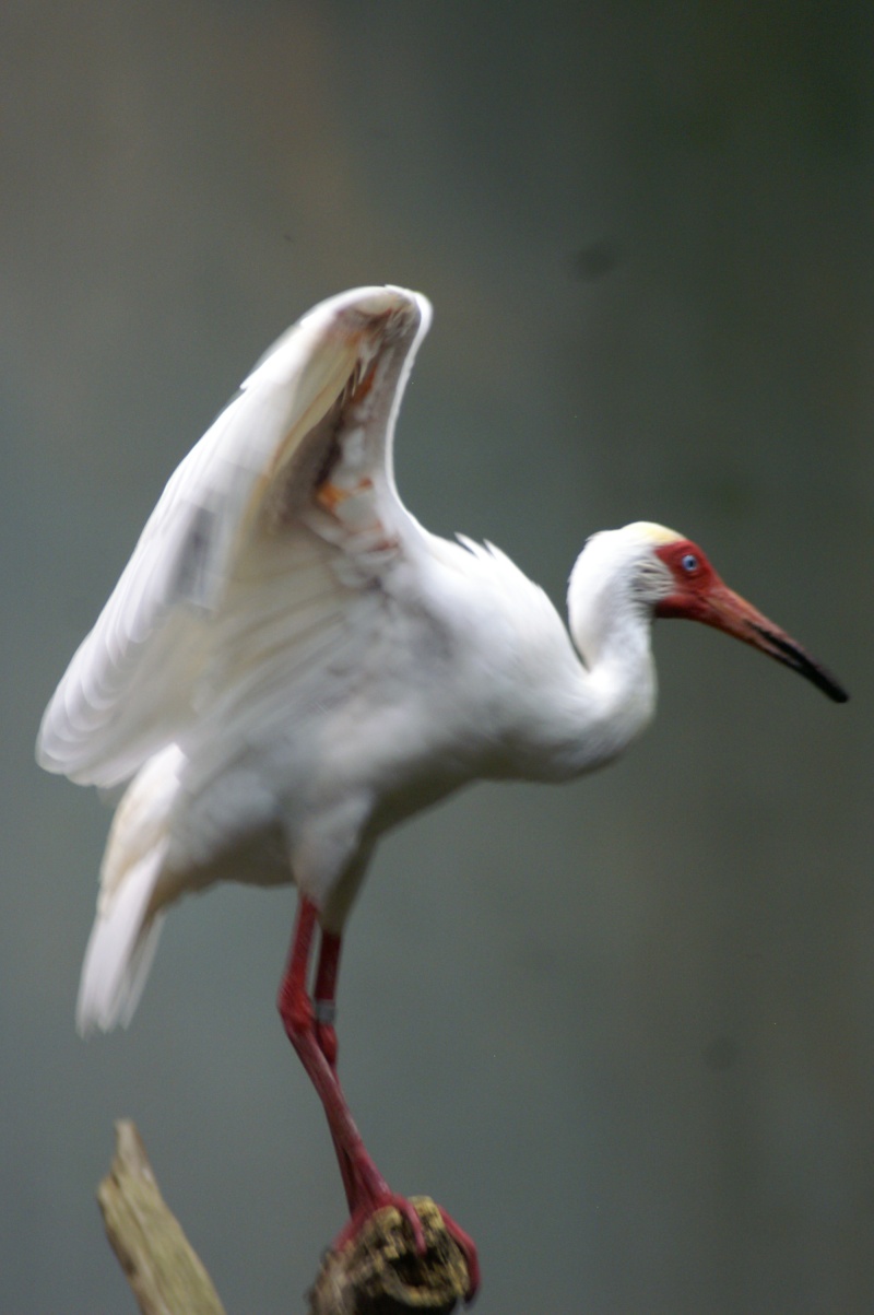 désolé je ne connais pas le nom de cet oiseau Bio_0810