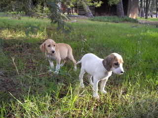 RP -  CLOCHETTE,  BRUNO DU JURA de Corse en FA Chiot_14