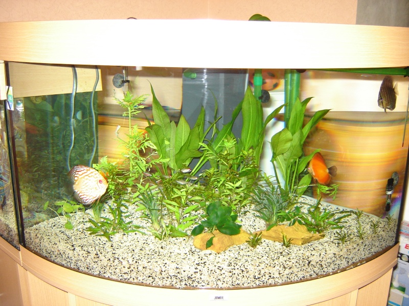 aquarium de discus Dsc02412