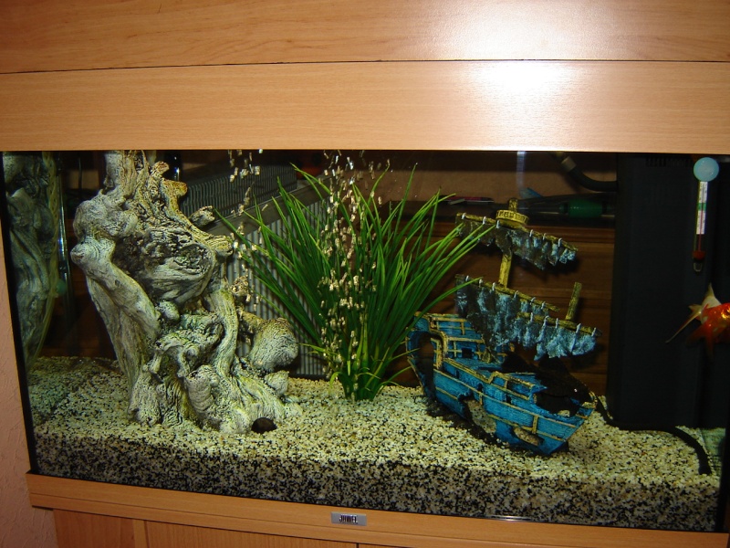 notre 2e aquarium Dsc02413