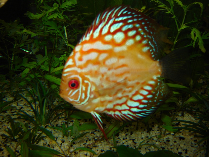 aquarium de discus Dsc02416