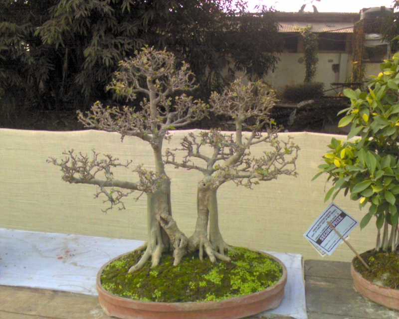 flower show in West Bengal,India...a must look Dsc01010