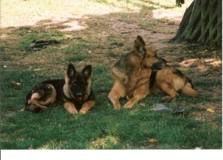 EDAHO  La Mascotte et ses potes : Cash, Apache, Cherokee, Cheyenne Numari52