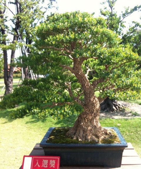 Mind Blowing Bonsai Exhibition Aspac_10